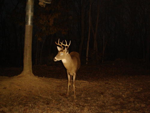 8 point buck